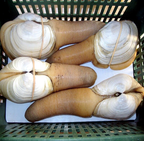 Where to buy live geoduck clam